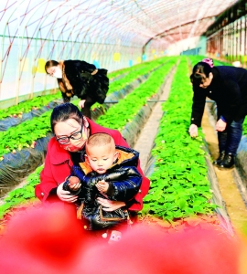 夏县朱吕村专门种植“章姬”奶油草莓