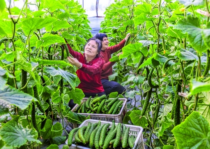 夏县东张南村岳军明绿瓤黄瓜日前进入采摘期