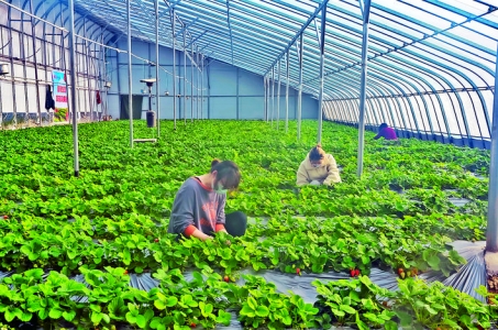 万荣县南月生态园建起一个1500平方米的奶油草莓采摘园